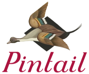 Pintail